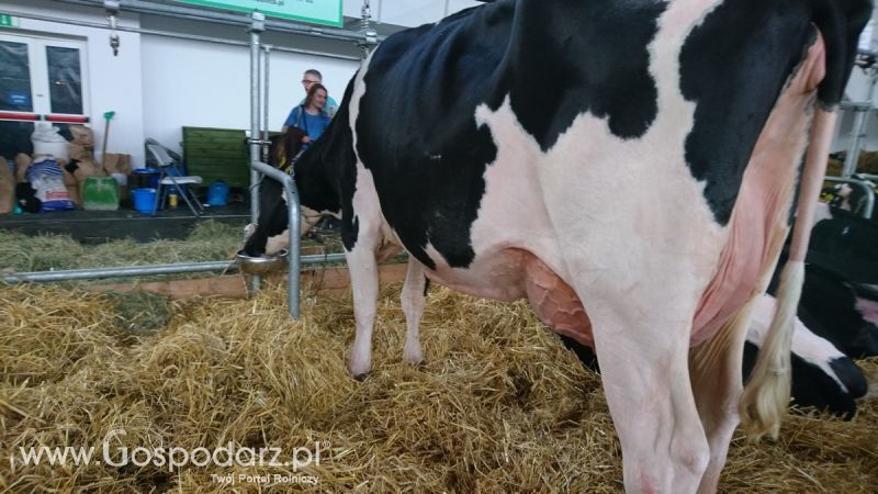 Narodowa Wystawa Zwierząt Hodowlanych 2019