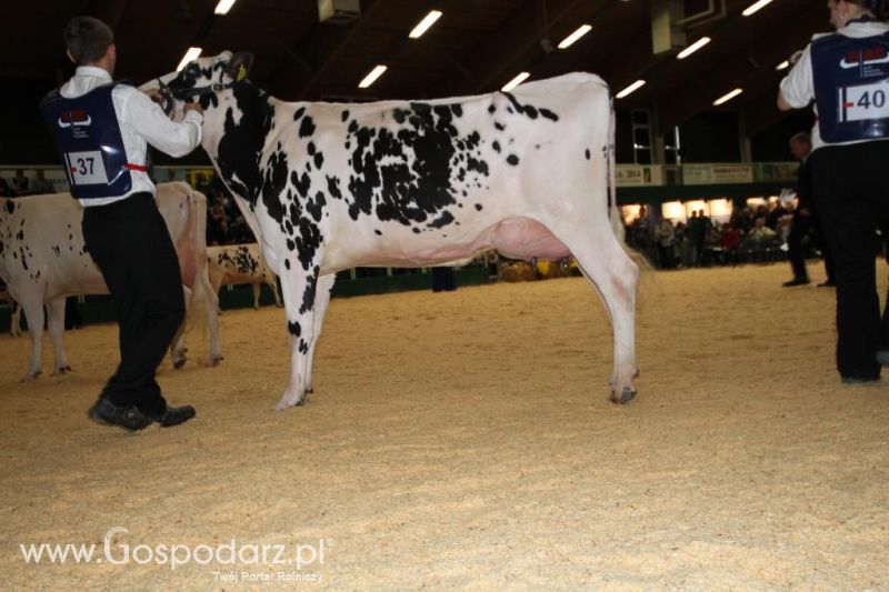 Wystawa  Blickpunkt Rind 2013 w miejscowości Paaren/Glien (Niemcy)