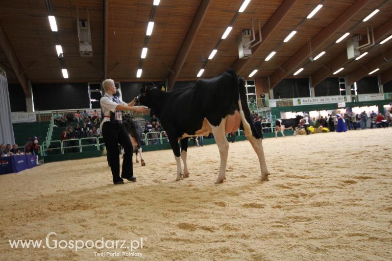 Wystawa  Blickpunkt Rind 2013 w miejscowości Paaren/Glien (Niemcy)