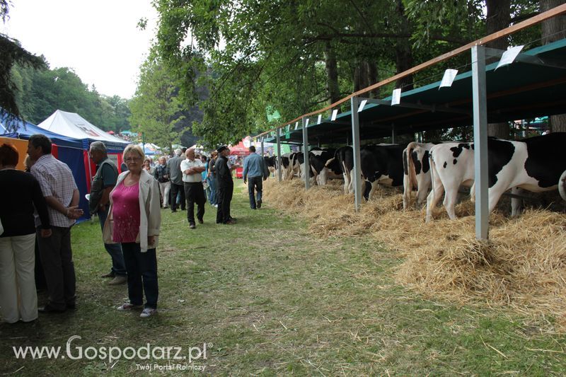 XX Targi Rolnicze Lubniewice - zwierzęta