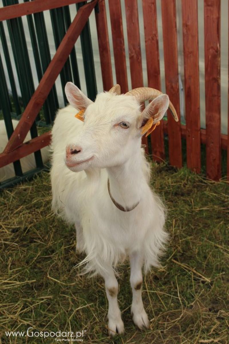 Konferencja Naukowo-Techniczna pt. Innowacyjność w produkcji zwierzęcej - oczekiwania czy konieczność dzień drugi