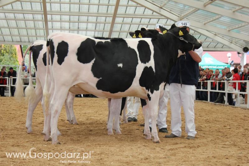 VII Ogólnopolska Wystawa Bydła Hodowlanego - Sielinko 2012