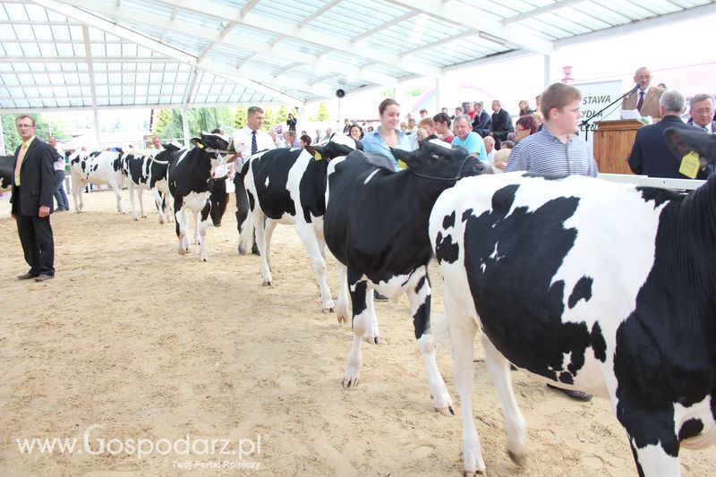 Czempioni XVII Regionalnej Wystawy Zwierząt Hodowlanych Sielinko 2011