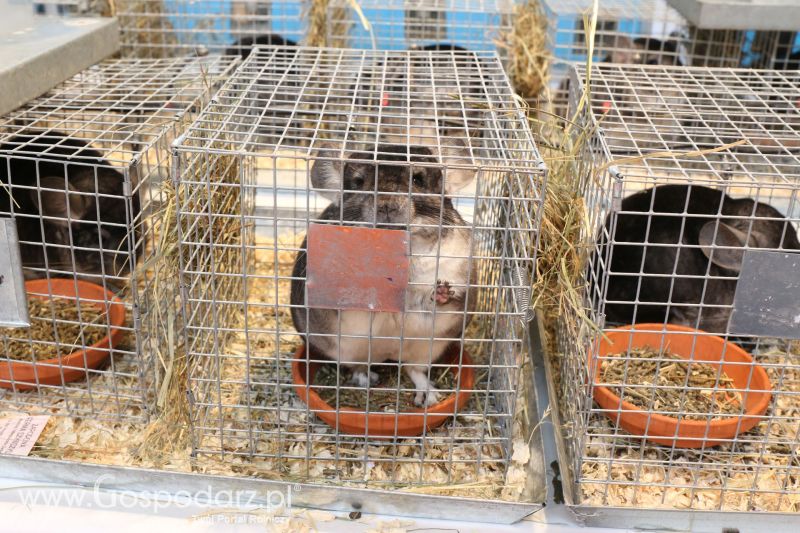 Krajowa Wystawa Zwierząt Hodowlanych w Poznaniu 2017 (sobota, 6 maja)