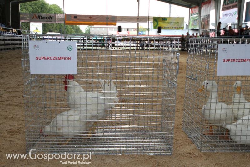 VIII Ogólnopolska Wystawa Bydła Hodowlanego, XXI Regionalna Wystawa Zwierząt Hodowlanych i Dni z Doradztwem Rolniczym w Szepietowie