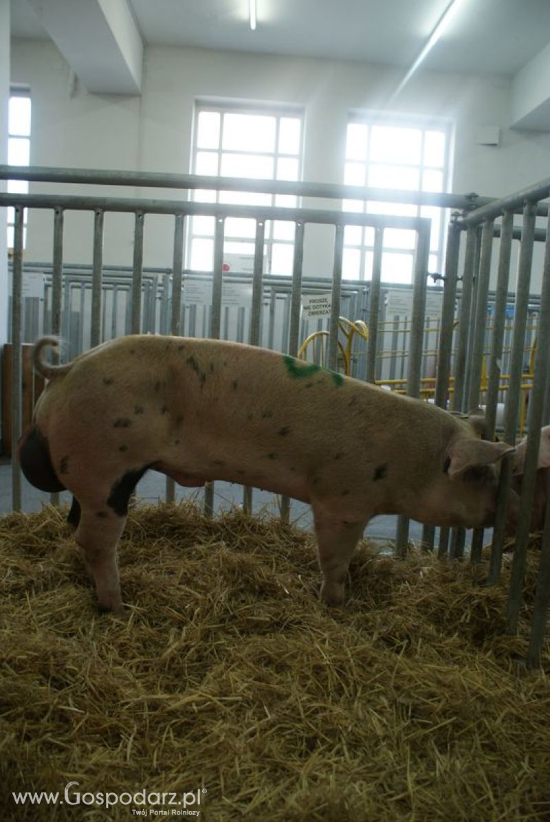 Lochy, knury na XXV Krajowej Wystawie Zwierząt Hodowlanych