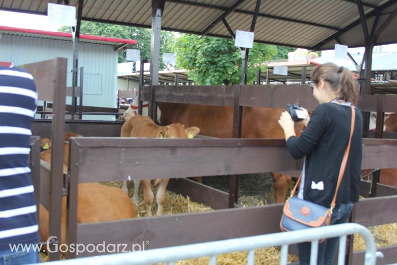 Regionalna Wystawa Zwierząt Hodowlanych i Dni z Doradztwem Rolniczym w Szepietowie-sobota