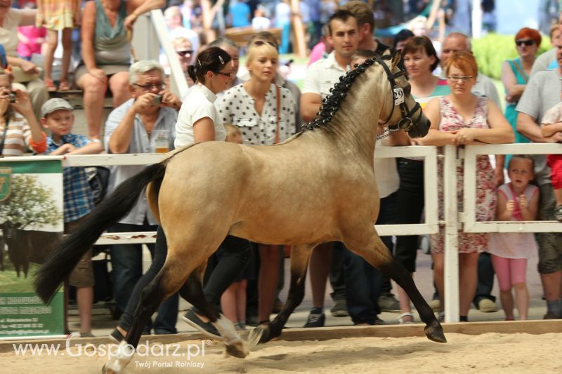 Zielone AGRO SHOW – POLSKIE ZBOŻA 2014 w Sielinku - niedziela