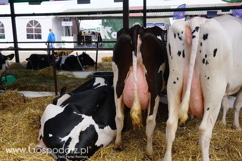 Wystawa zwierząt w Szepietowie