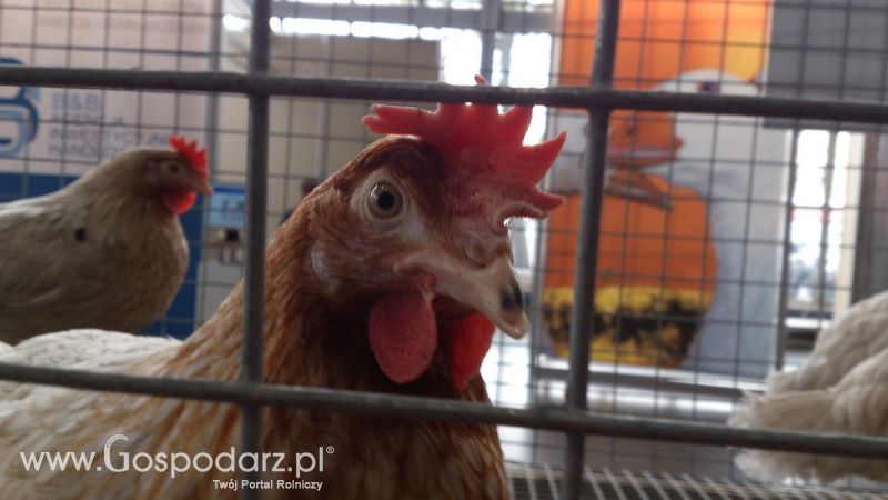 KWZH 2015. Bliskie spotkania ze zwierzętami hodowlanymi