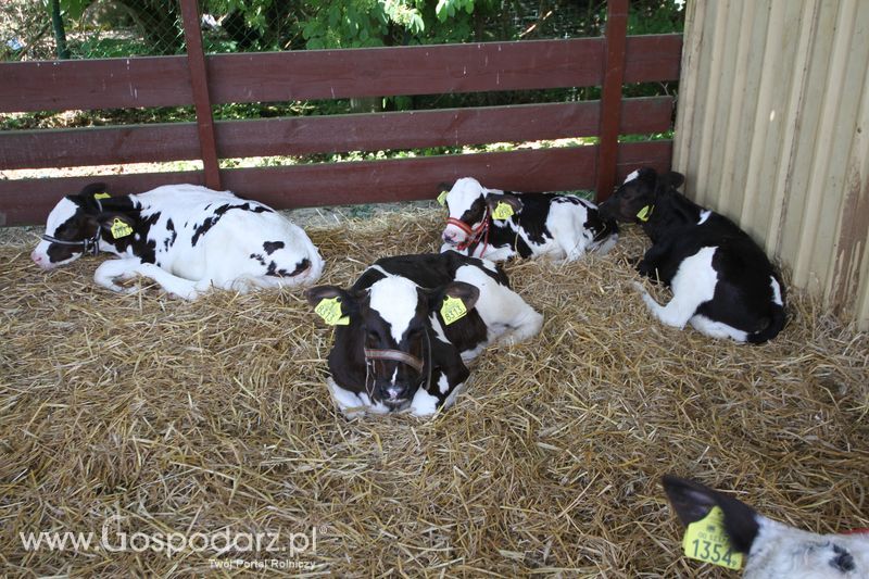  Regionalna Wystawa Zwierząt Hodowlanych W Szepietowie 2016 z Gospodarz.pl