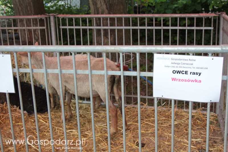 XX Targi Rolnicze Lubniewice - zwierzęta