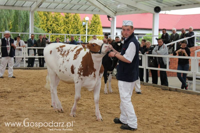 VII Ogólnopolska Wystawa Bydła Hodowlanego - Sielinko 2012