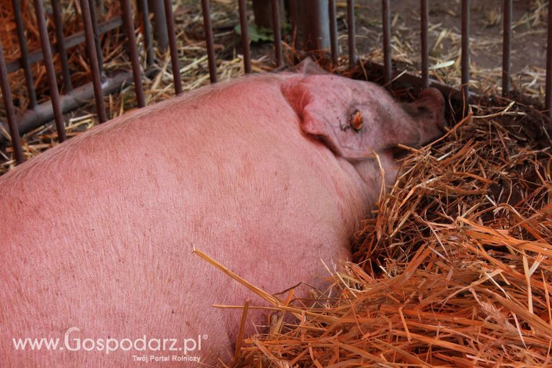  XX Targi Rolnicze Lubniewice