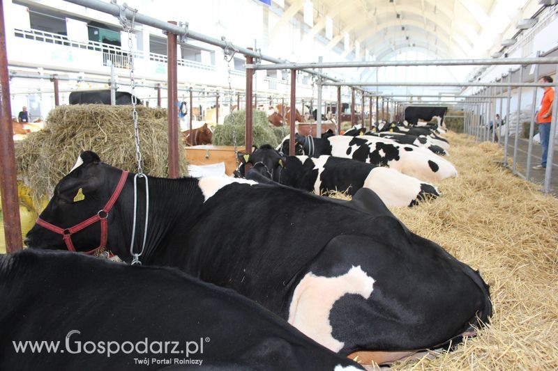 XXV Krajowa Wystawa Zwierząt Hodowlanych Niedziela