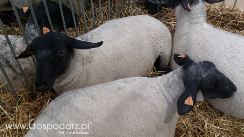KWZH 2015. Bliskie spotkania ze zwierzętami hodowlanymi