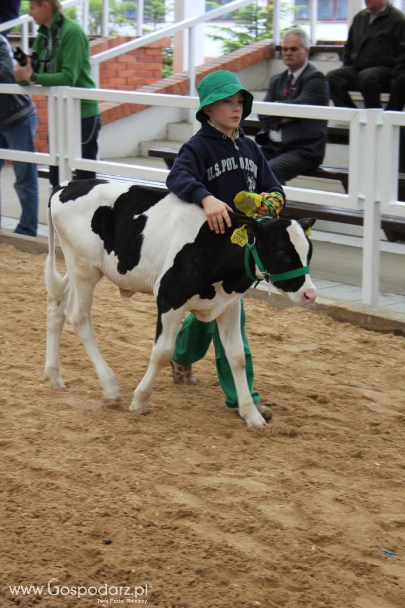Mali Hodowcy VII Ogólnopolska Wystawa Bydła Hodowlanego w Sielinku 2012