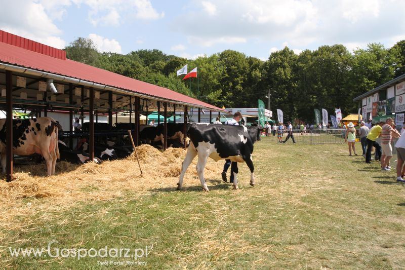  Regionalna Wystawa Zwierząt Hodowlanych W Szepietowie 2016 z Gospodarz.pl