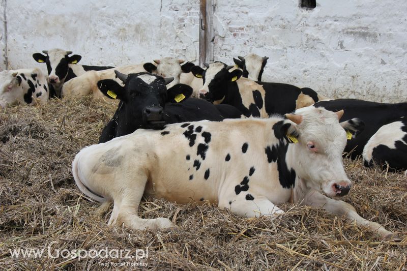 IV Regionalne Targi Rolnicze Gołaszyn – Wiosna 2011 – Galeria