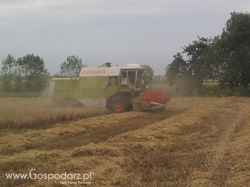 Żniwa 2011 CLAAS C-360 w roli głownej 