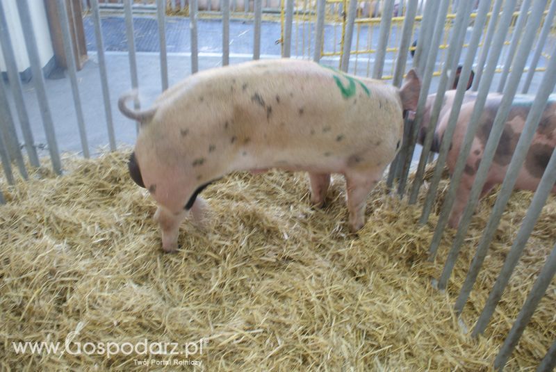 Lochy, knury na XXV Krajowej Wystawie Zwierząt Hodowlanych