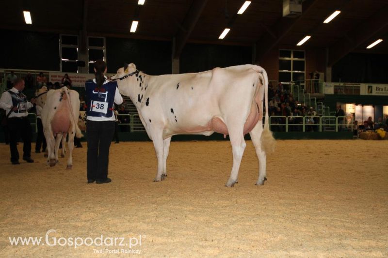 Wystawa  Blickpunkt Rind 2013 w miejscowości Paaren/Glien (Niemcy)