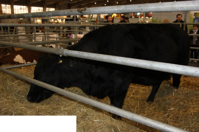 Międzynarodowe Targi Hodowli Zwierząt FARMA