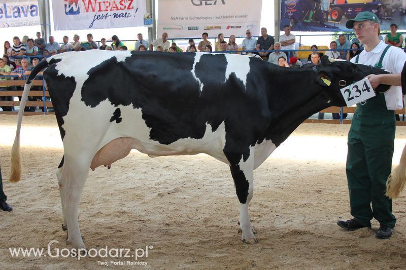 Bydło - Szepietowo 2012 XIX Regionalna Wystawa Zwierząt Hodowlanych
