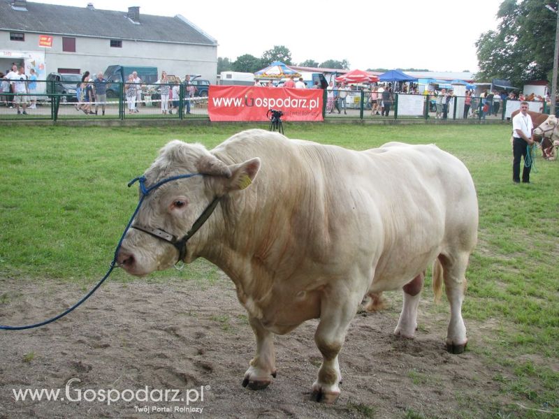 Bydło - Szepietowo 2012 XIX Regionalna Wystawa Zwierząt Hodowlanych