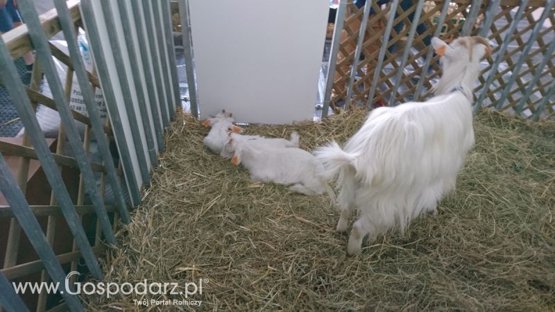 Narodowa Wystawa Zwierząt Hodowlanych 2019