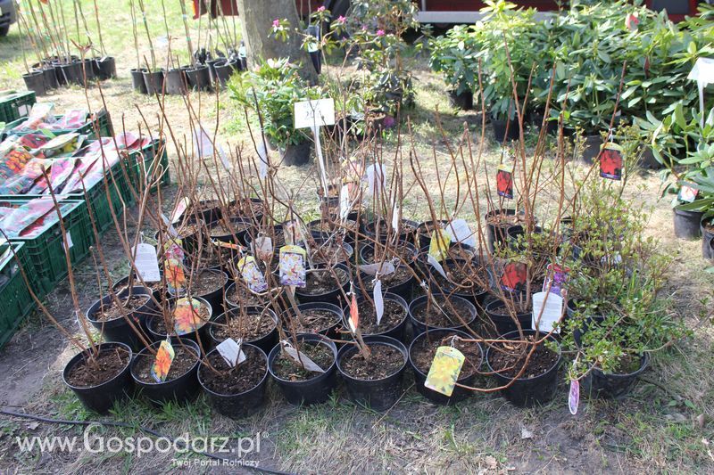 XX Agro-Targi 2011 w Starej Łubiance
