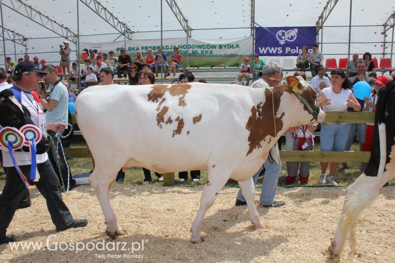 Superchampioni i championi Śląskiej Wystawy Bydła Mlecznego Opolagra 2011