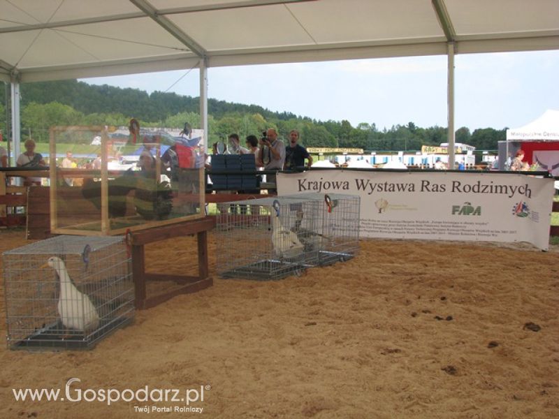 Krajowa Wystawa Ras Rodzimych Rudawka Rymanowska 2012 dzień 2