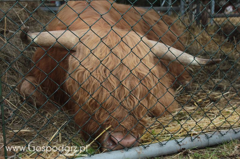  XX Targi Rolnicze Lubniewice