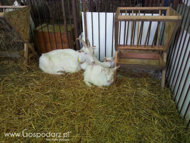 XXVI Krajowa Wystawa Zwierząt Hodowlanych - sobota i niedziela