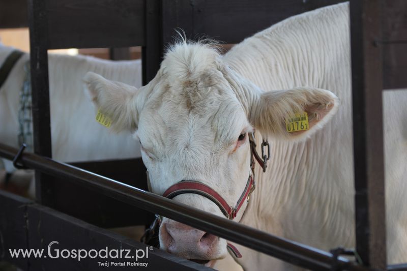 Wystawa zwierząt w Szepietowie