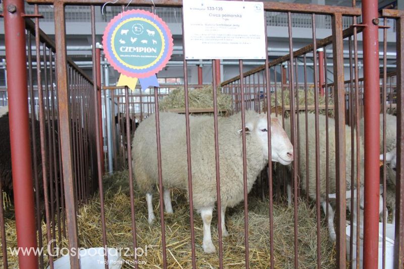 XXVI Krajowa Wystawa Zwierząt Hodowlanych - sobota i niedziela
