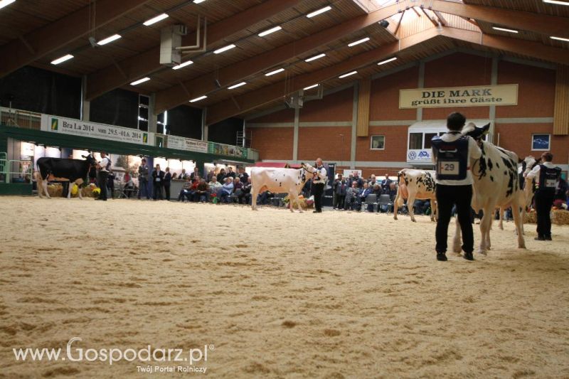 Wystawa  Blickpunkt Rind 2013 w miejscowości Paaren/Glien (Niemcy)
