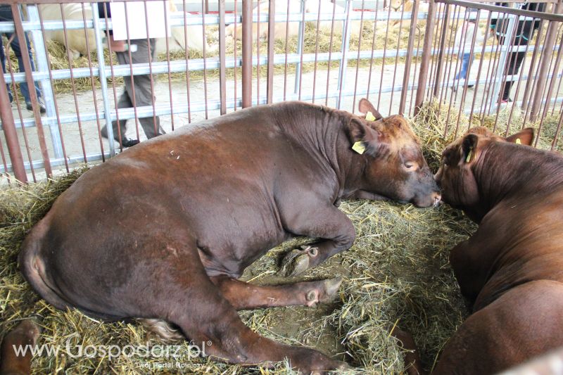 I Krajowa Wystawa Bydła Mięsnego w Sielinku - niedziela