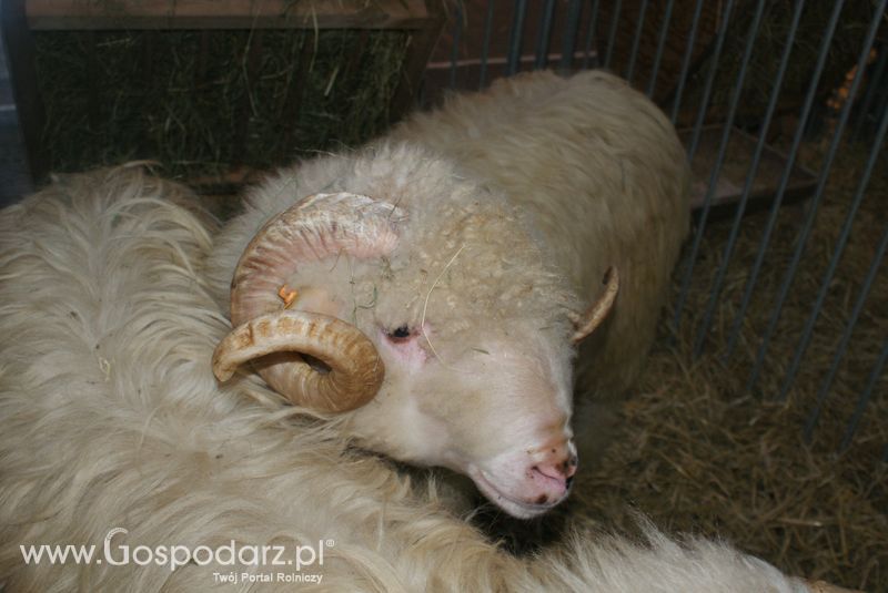 Owce i kozy na XXV Krajowej Wystawie Zwierząt Hodowlanych