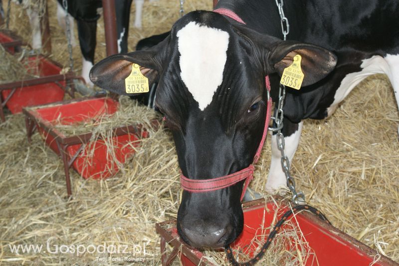 Bydło mleczne na XXV Krajowej Wystawie Zwierząt Hodowlanych