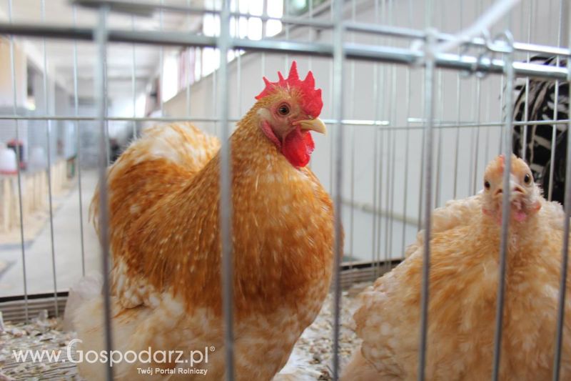 Regionalna Wystawa Zwierząt Hodowlanych i Dni z Doradztwem Rolniczym w Szepietowie-niedziela