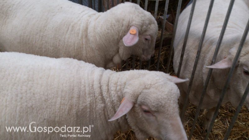 KWZH 2015. Bliskie spotkania ze zwierzętami hodowlanymi