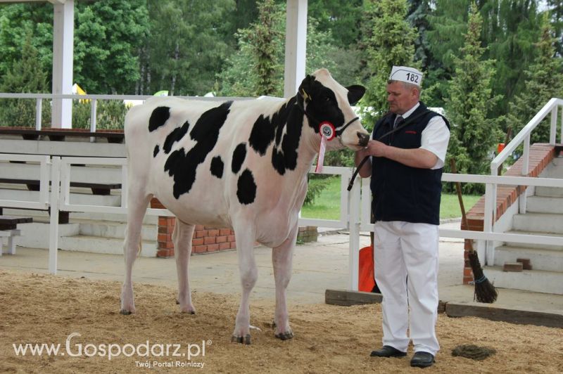 Prezentacja Championów na VII Ogólnopolskiej Wystawie Bydła Hodowlanego w Sielinku 2012