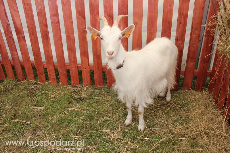 Konferencja Naukowo-Techniczna pt. Innowacyjność w produkcji zwierzęcej - oczekiwania czy konieczność dzień drugi