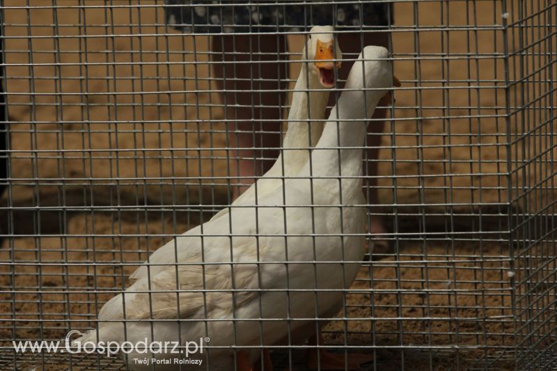 Zielone AGRO SHOW – POLSKIE ZBOŻA 2014 w Sielinku - niedziela