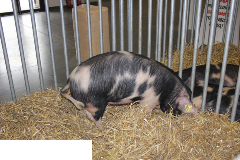 Międzynarodowe Targi Hodowli Zwierząt FARMA
