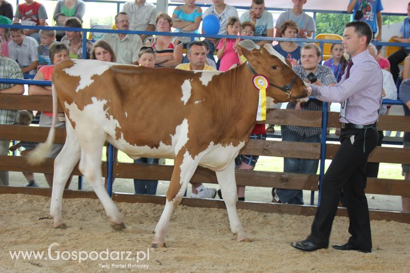 Bydło - Szepietowo 2012 XIX Regionalna Wystawa Zwierząt Hodowlanych