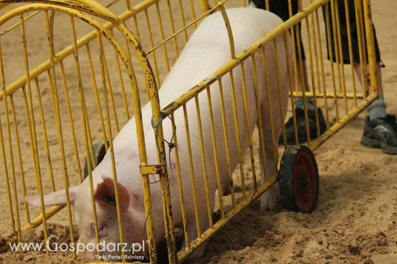 Zielone AGRO SHOW – POLSKIE ZBOŻA 2014 w Sielinku - niedziela