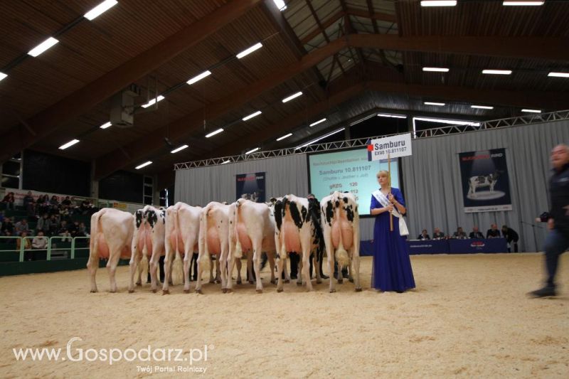 Wystawa  Blickpunkt Rind 2013 w miejscowości Paaren/Glien (Niemcy)